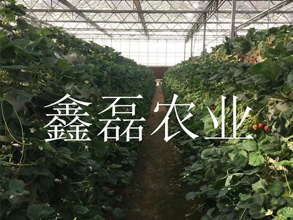 花卉、育苗基地